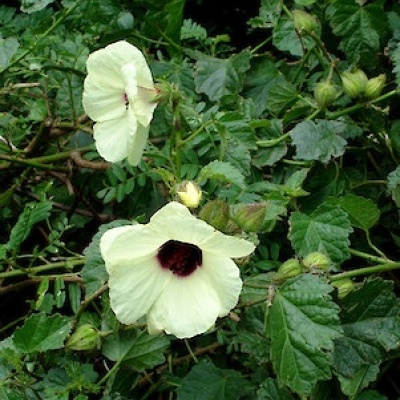 Hibiscus Diversifolius
