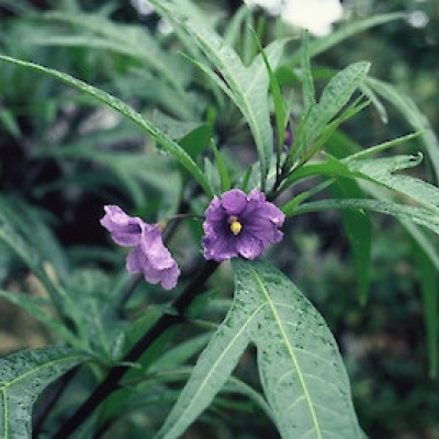Solanum Laciniatum