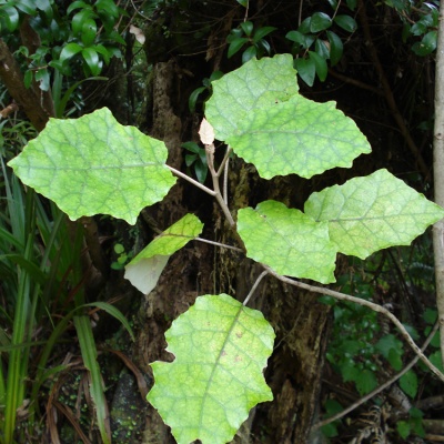 rangiora leaves