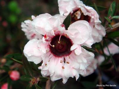 Leptospermum  Blossom