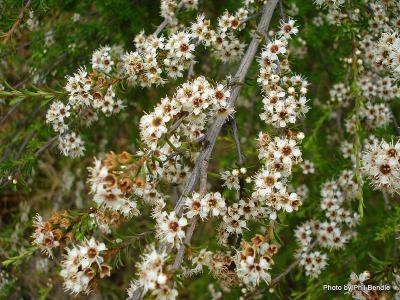 manuka  Leptospermum  scoparium-3