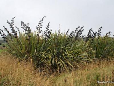 Phormium tenax    Harakeke  New Zealand flax-001