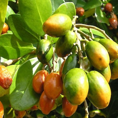 Corynocarpus Berries