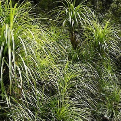 Freycinetia Banksii