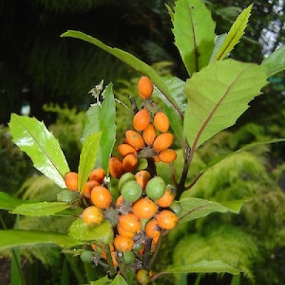 Hedycarya Arborea