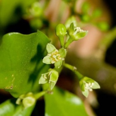 Melicope Ternata Flower