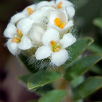 Pimelia Villosa Flower