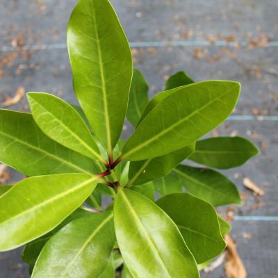 cornocarpus-laevigatus-smaller-2-min