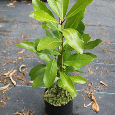 cornocarpus-laevigatus-smaller-min