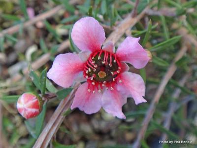 1-Leptospermum Pink Cascade-001