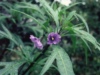 Solanum Laciniatum