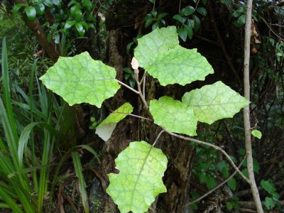 rangiora leaves