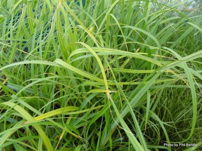 Carex trifida-005