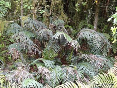 Palm-leaf fern  Blechnum novae-zelandiae-003